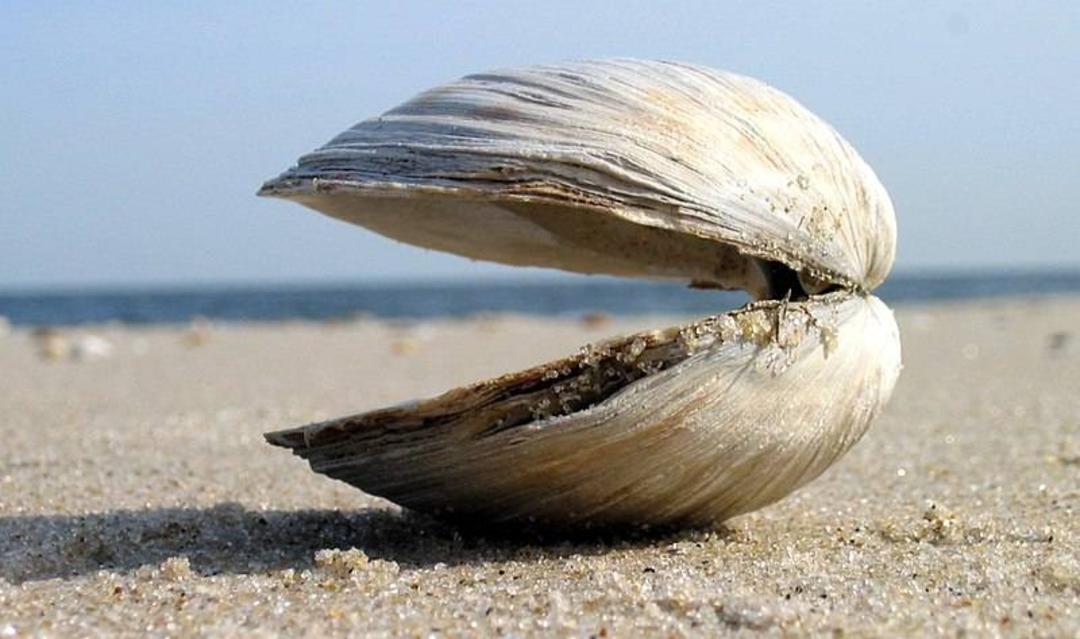 صدف / Clam