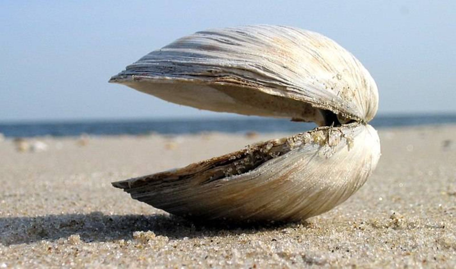 صدف / Clam