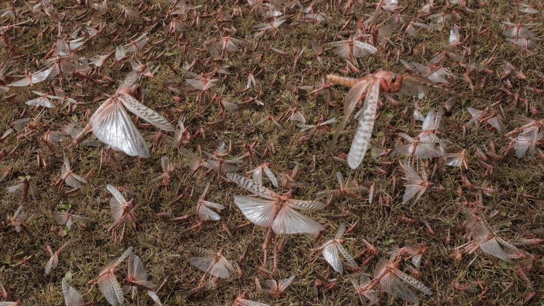 ملخ های بیابانی در کنیا / desert locust