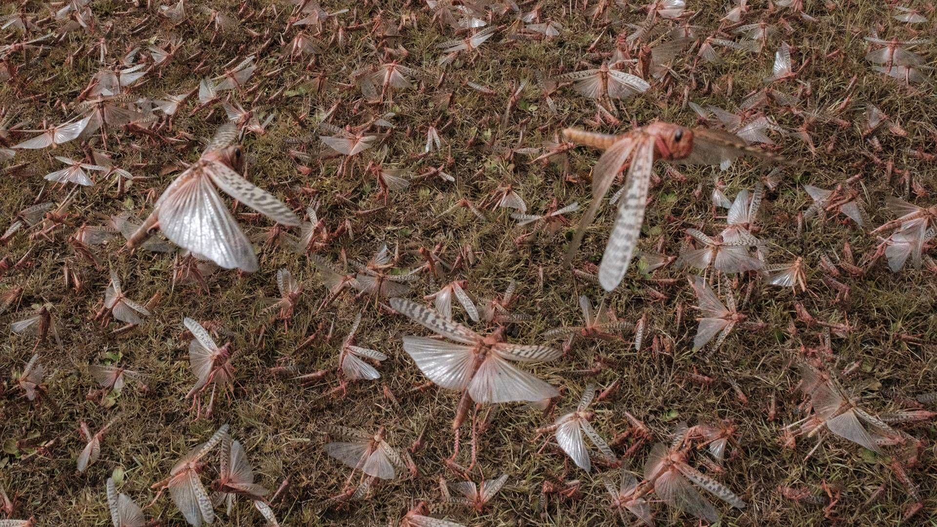 ملخ های بیابانی در کنیا / desert locust