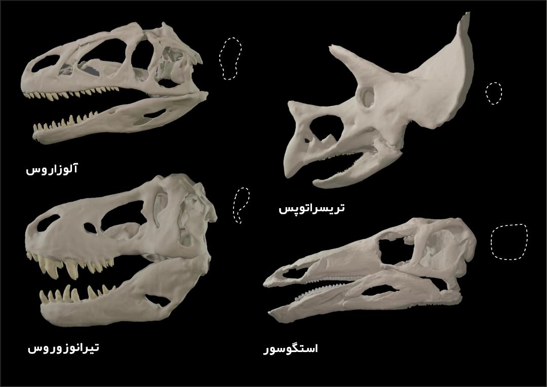 تغییر شکل جمجمه دایناسورها