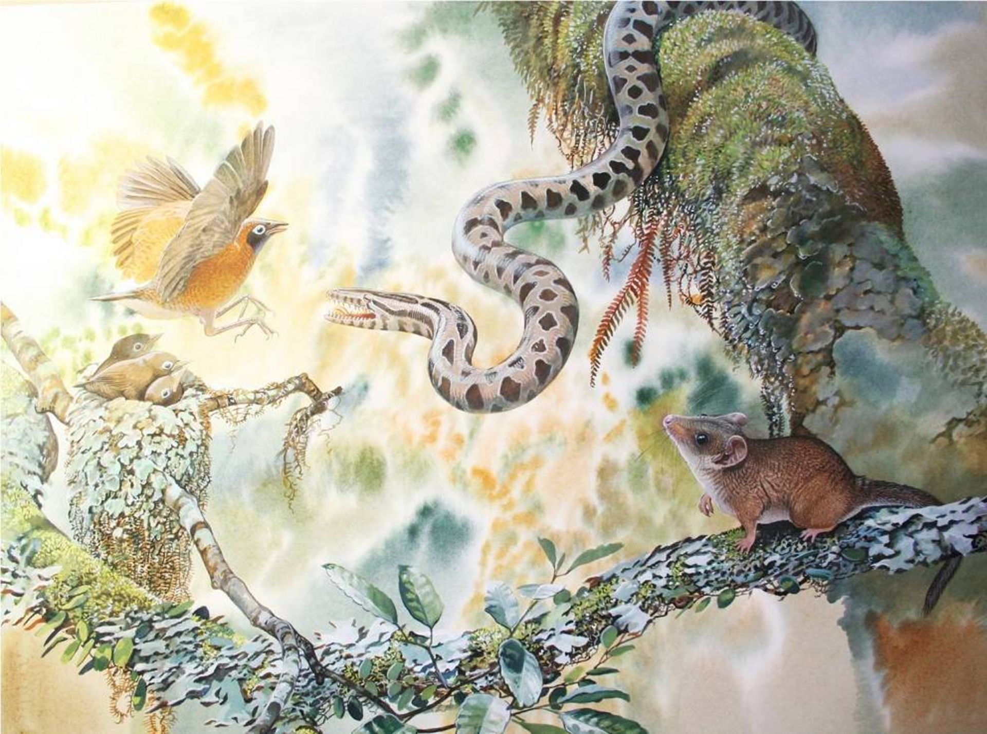 کیسه دار استرالیا / Djarthia