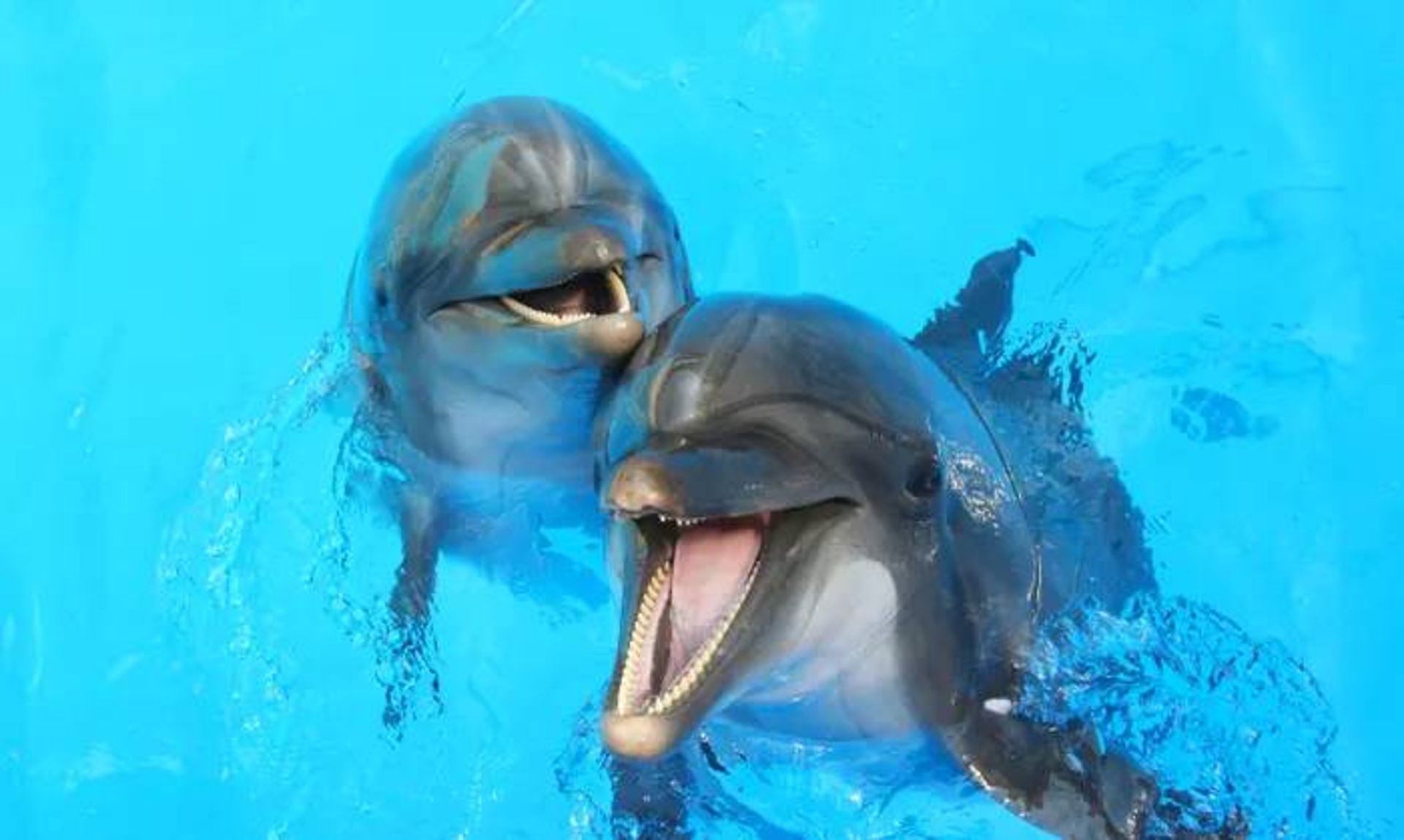 دلفین / dolphins