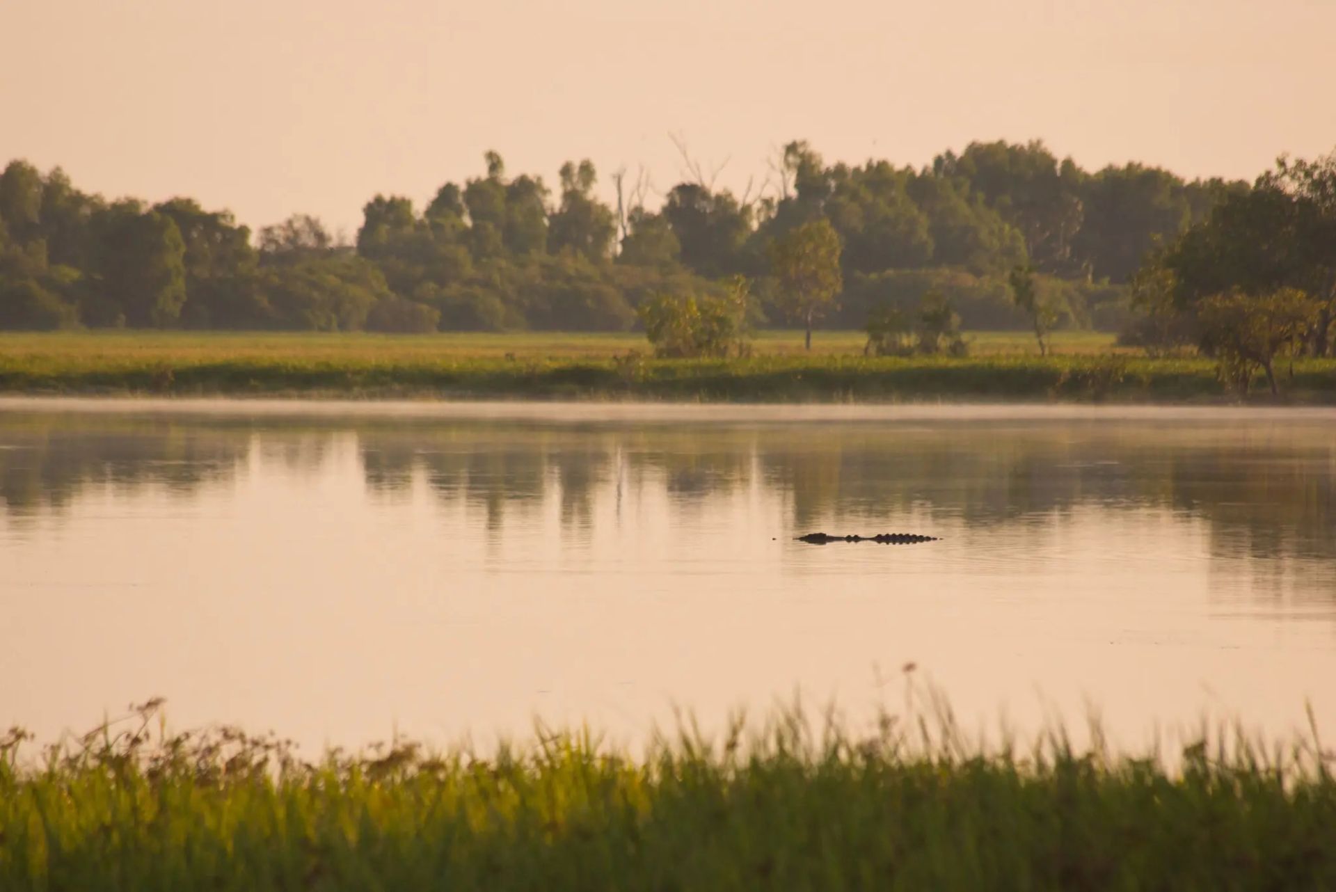 تمساح آب شور استرالیا درحال شنا در رودخانه