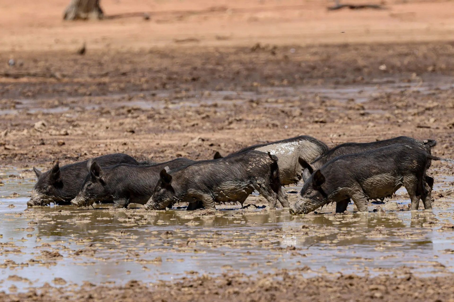 خوک‌های رمیده درحال نوشیدن آب