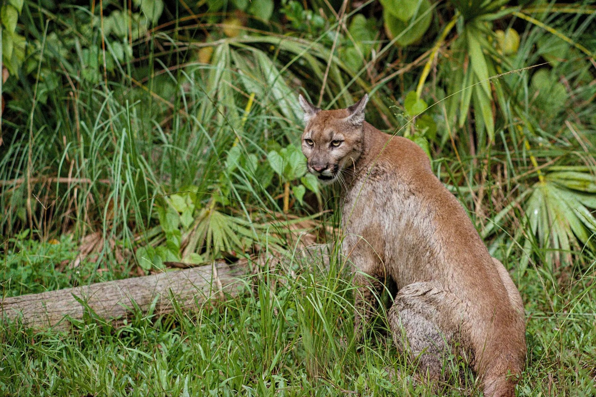 پلنگ فلوریدا