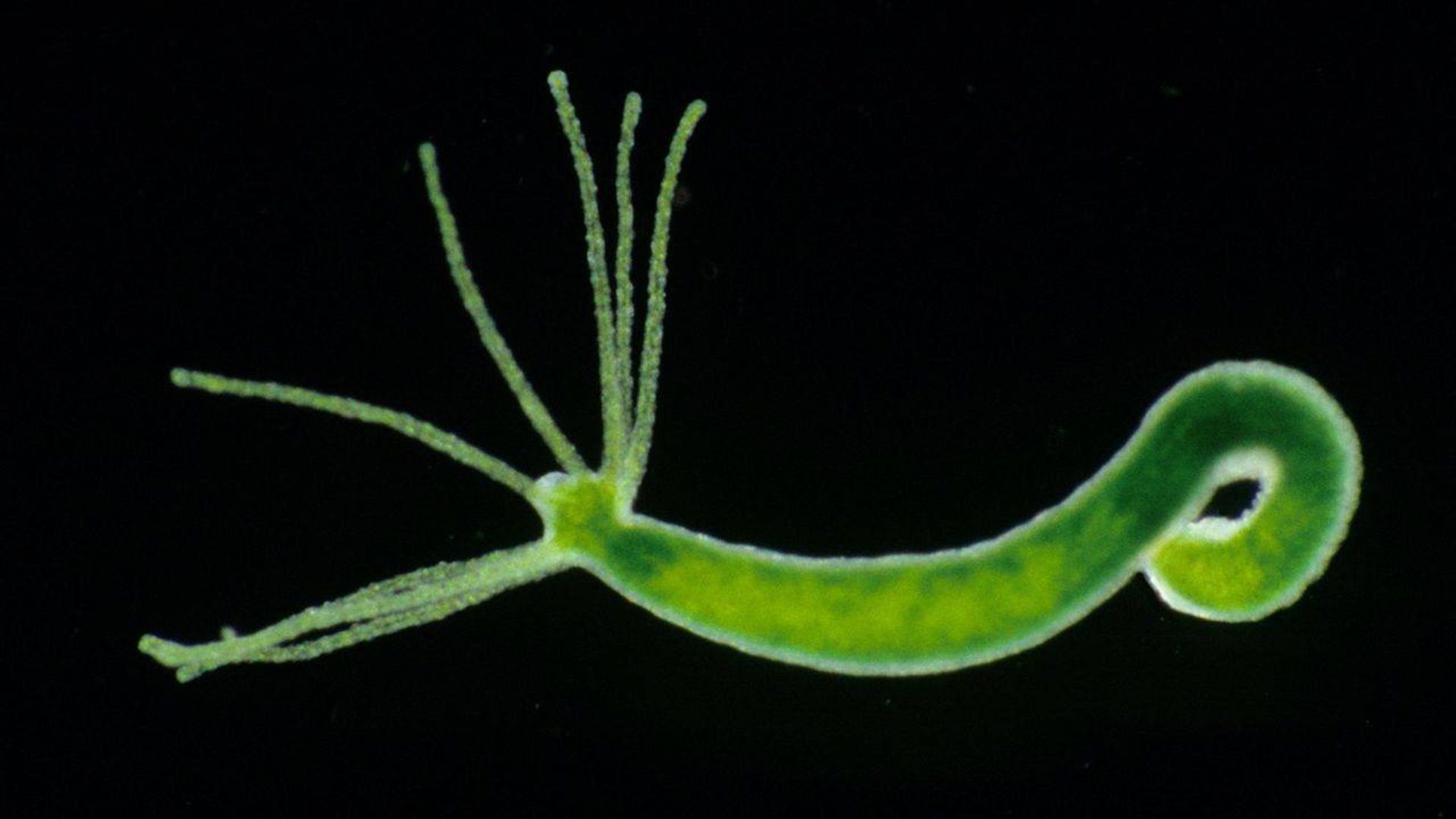 هیدر آب شیرین / freshwater hydra