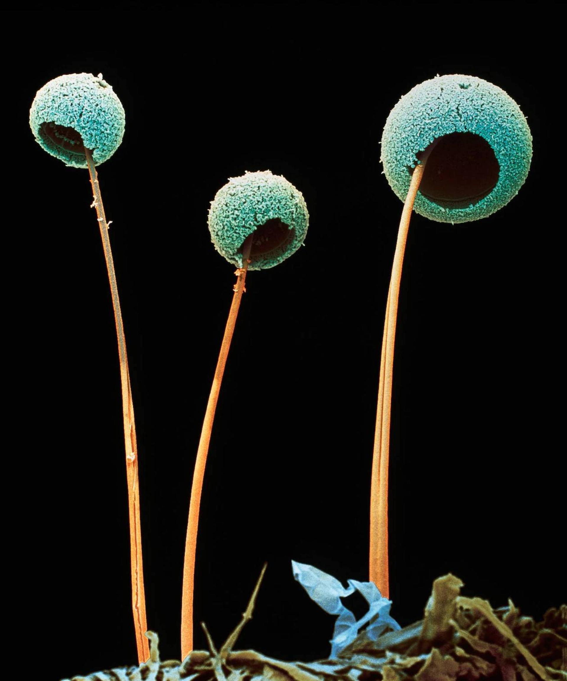 قارچ آسپرژیلوس فومیگاتوس / Aspergillus fumigatus