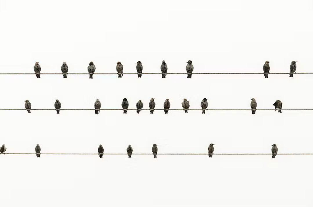پرنده‌ها روی سیم برق