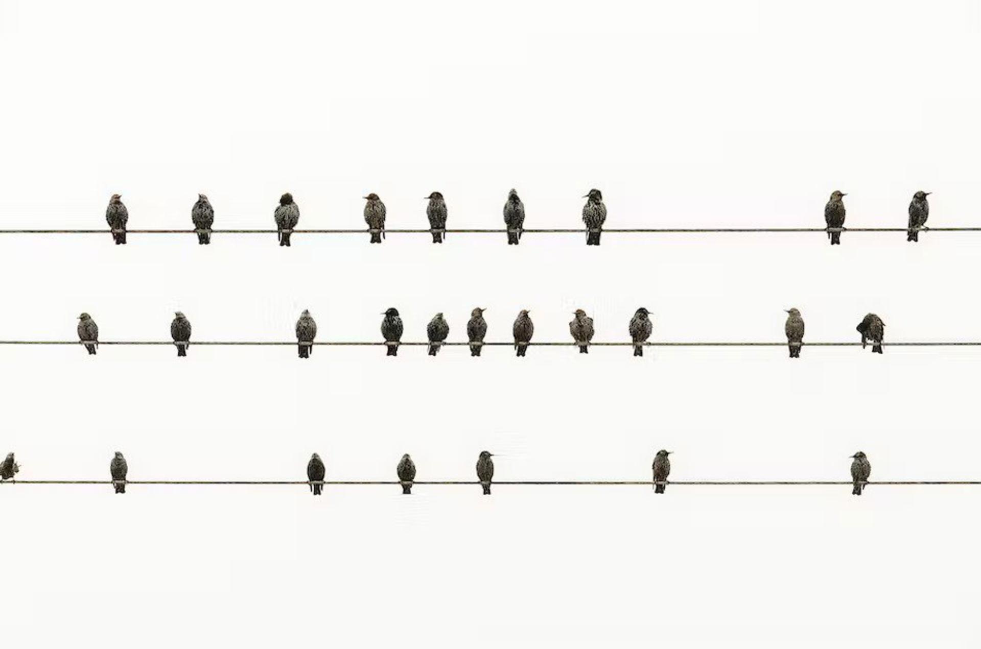 پرنده‌ها روی سیم برق
