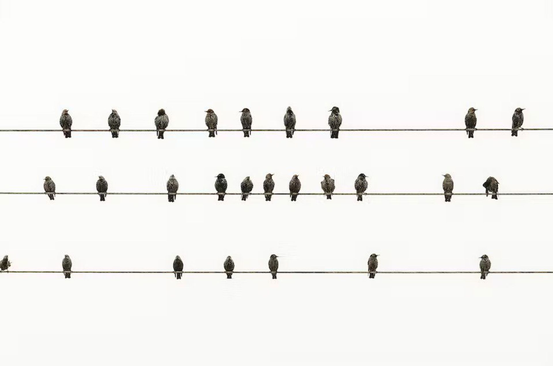 پرنده‌ها روی سیم برق