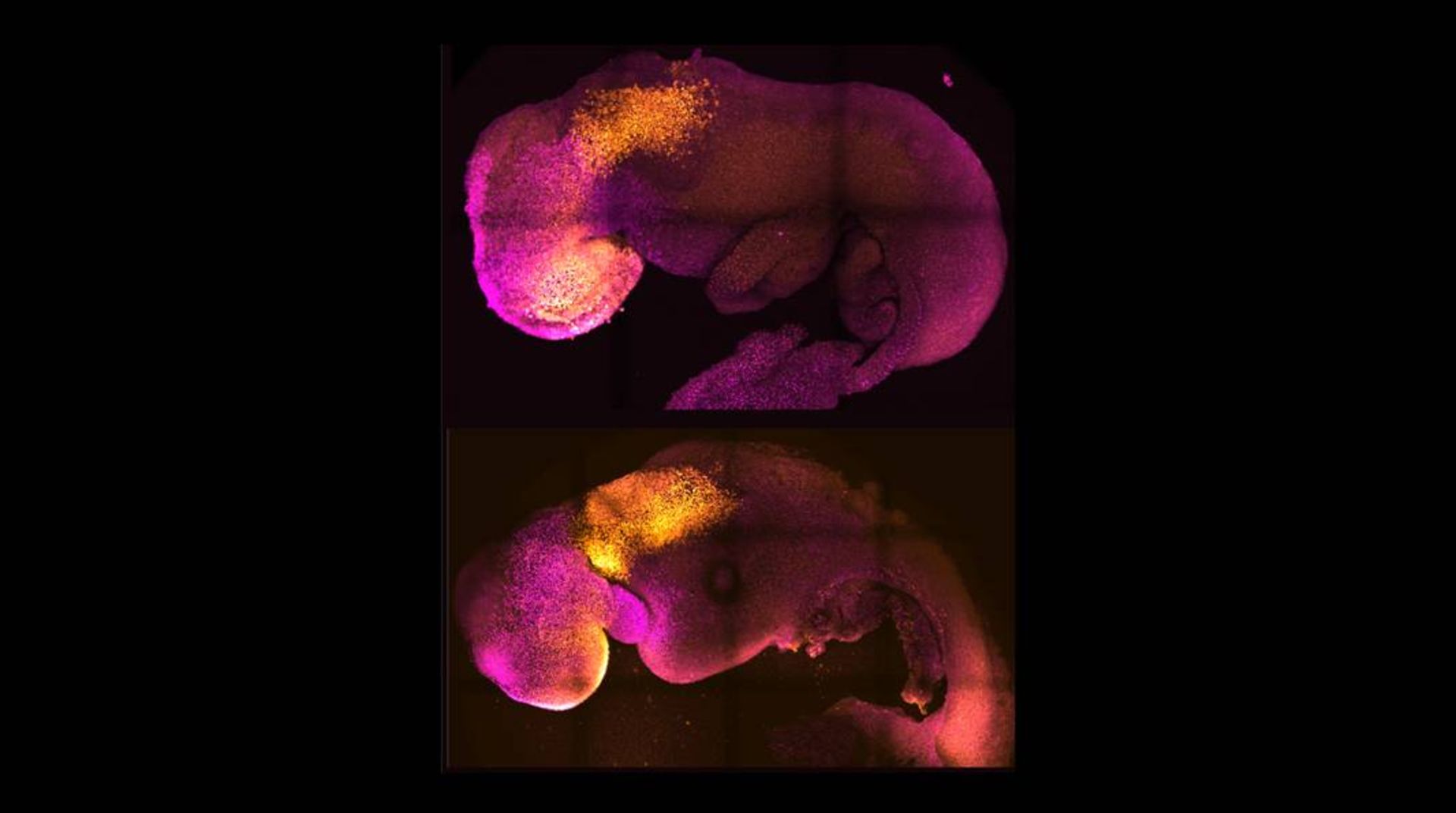رویانهای موش / Mouse embryos 