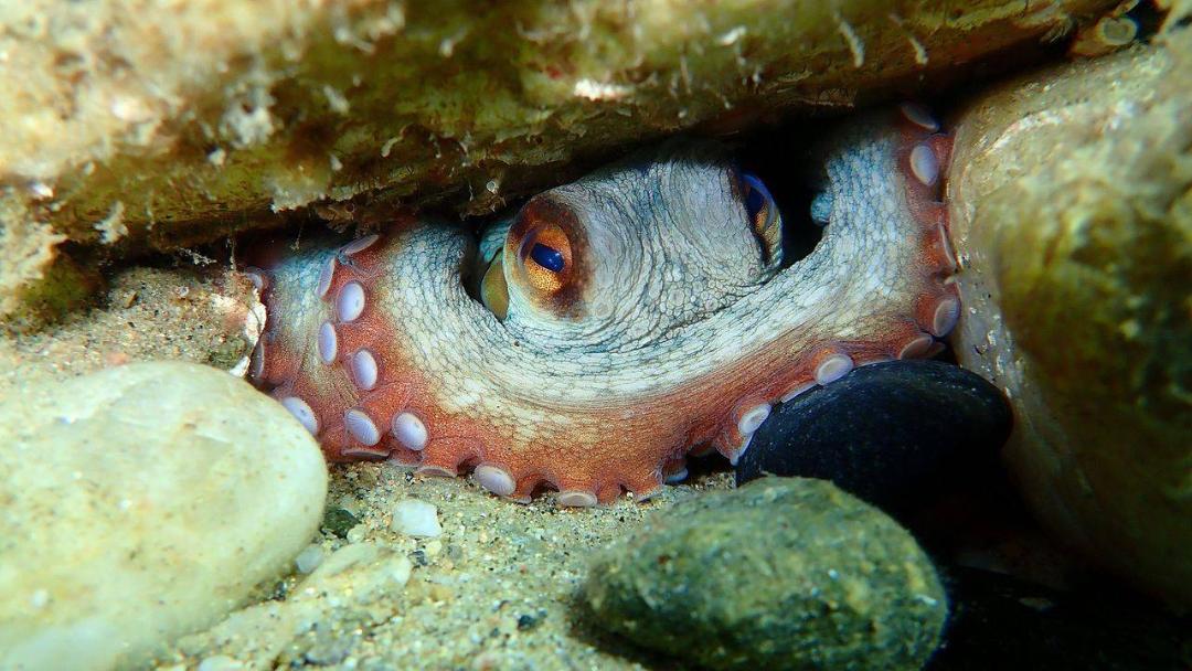 اختاپوس / octopus