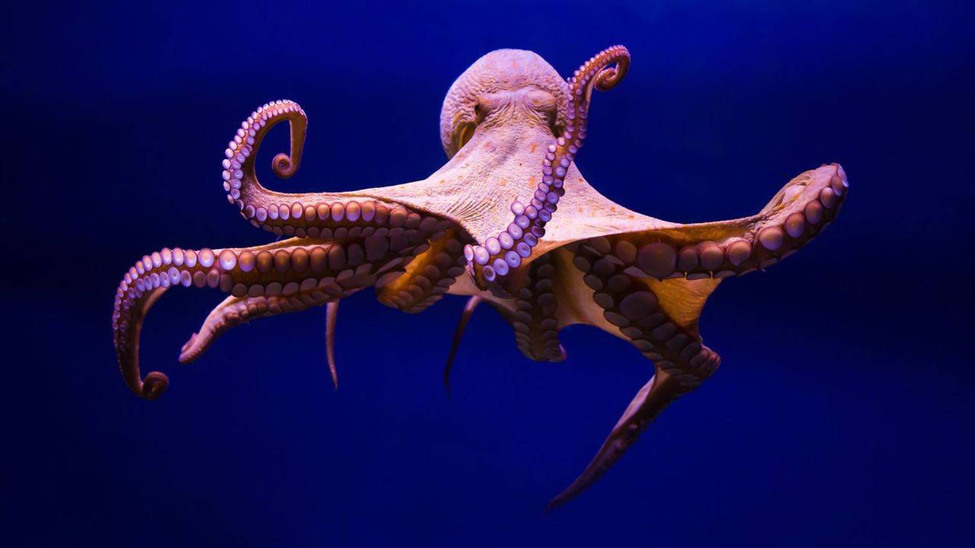 اختاپوس / octopus