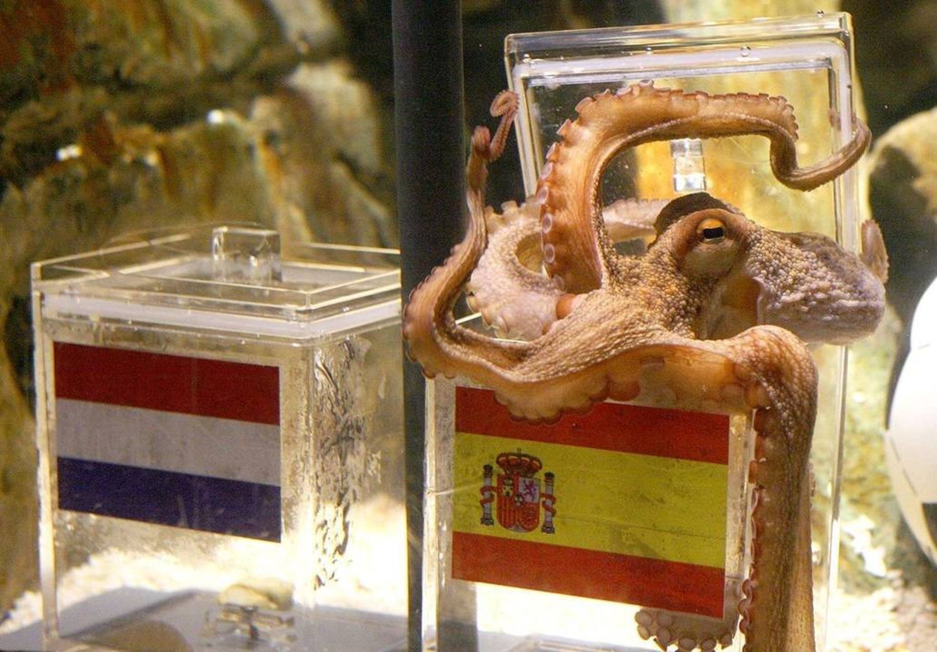 اختاپوس / octopus