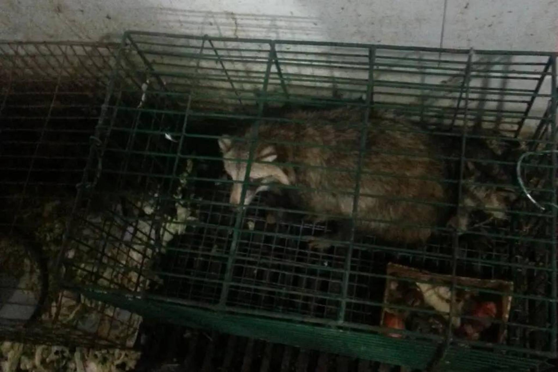 سگ راکون ها در بازار ووهان چین / raccoon dogs