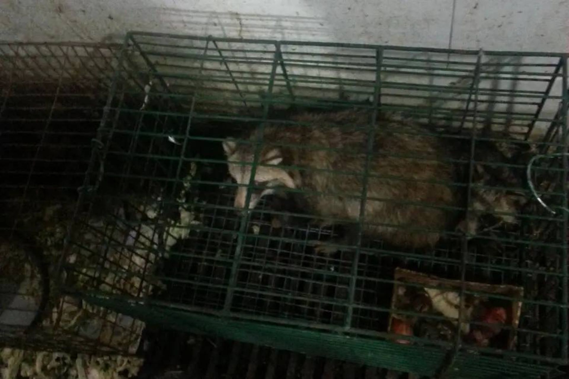 سگ راکون ها در بازار ووهان چین / raccoon dogs