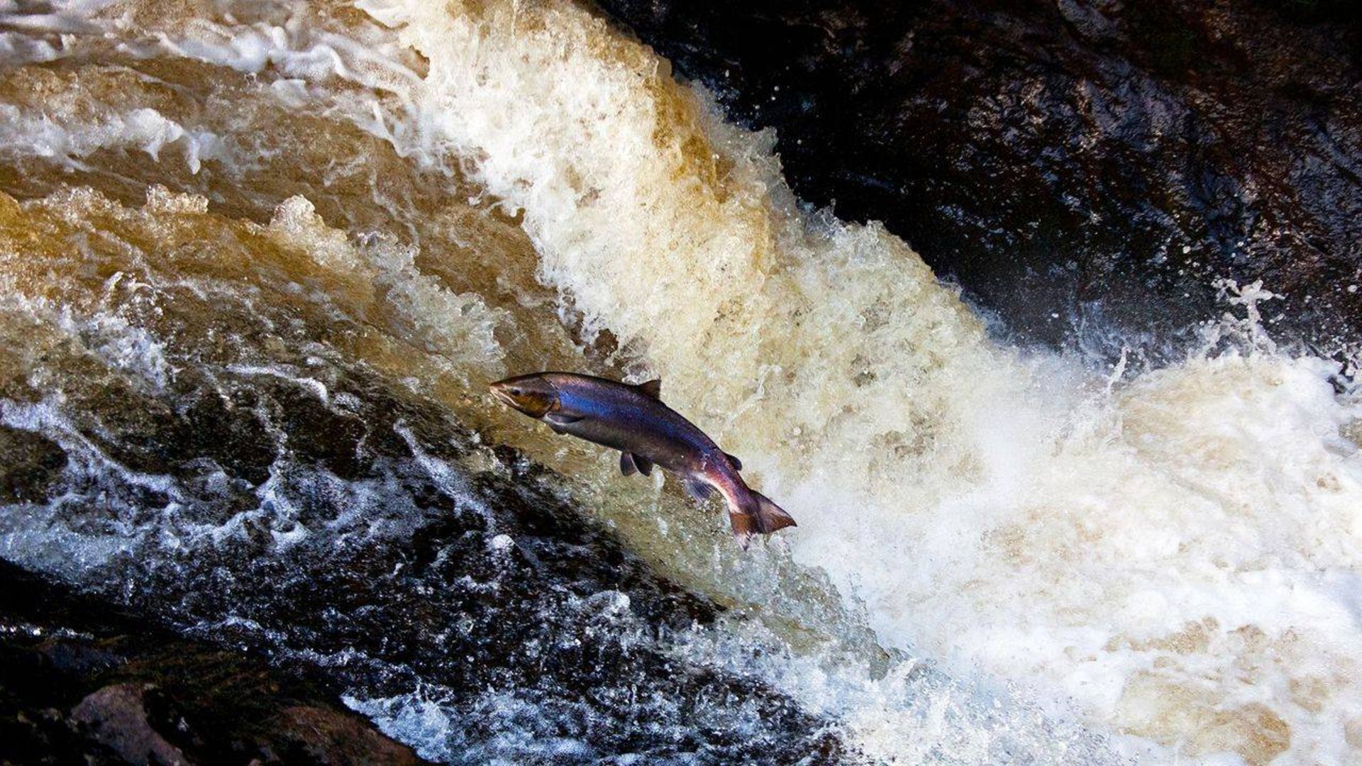 سالمون / salmon