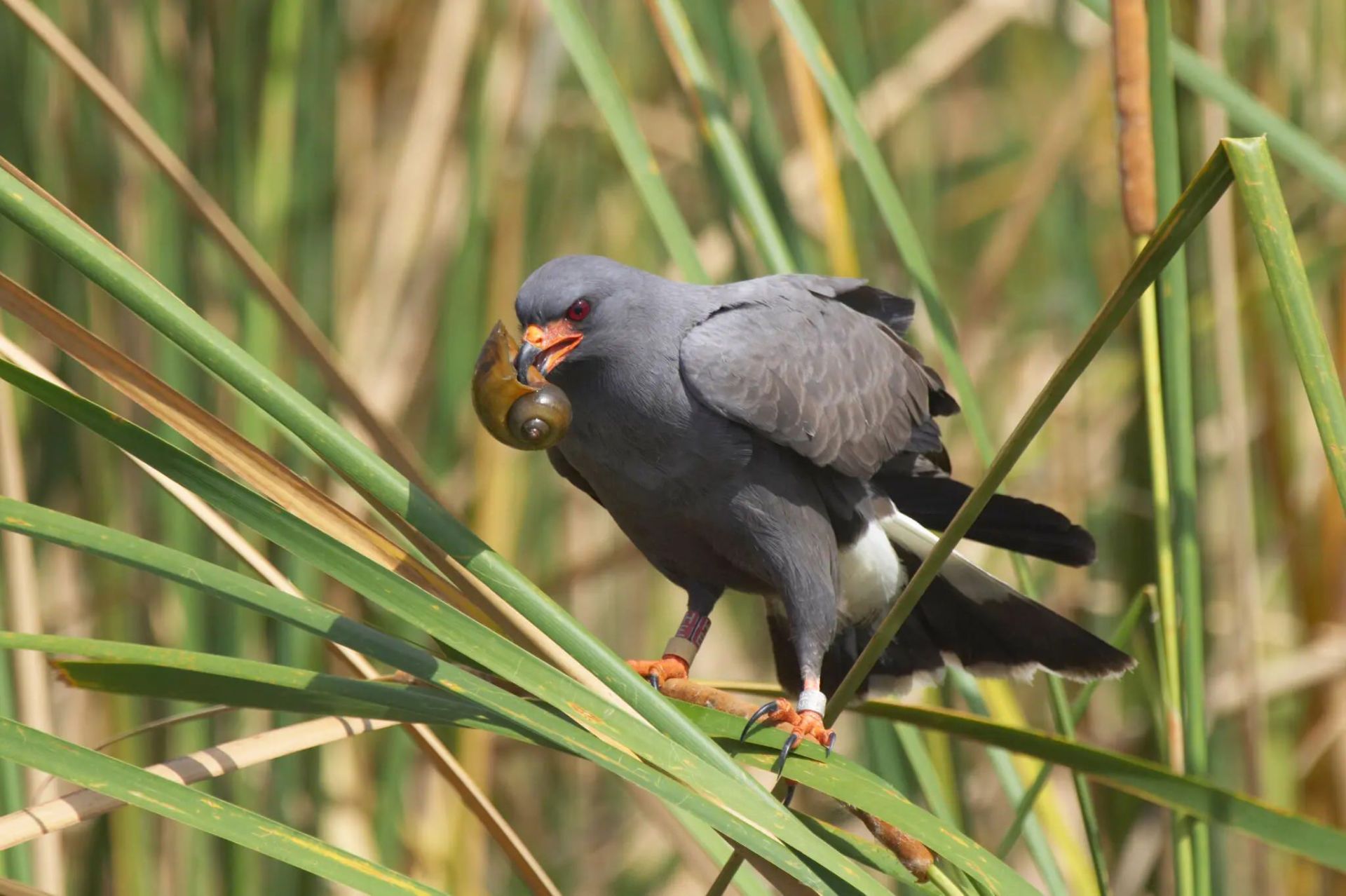 کورکور حلزونی درحال تغذیه از حلزون سیب