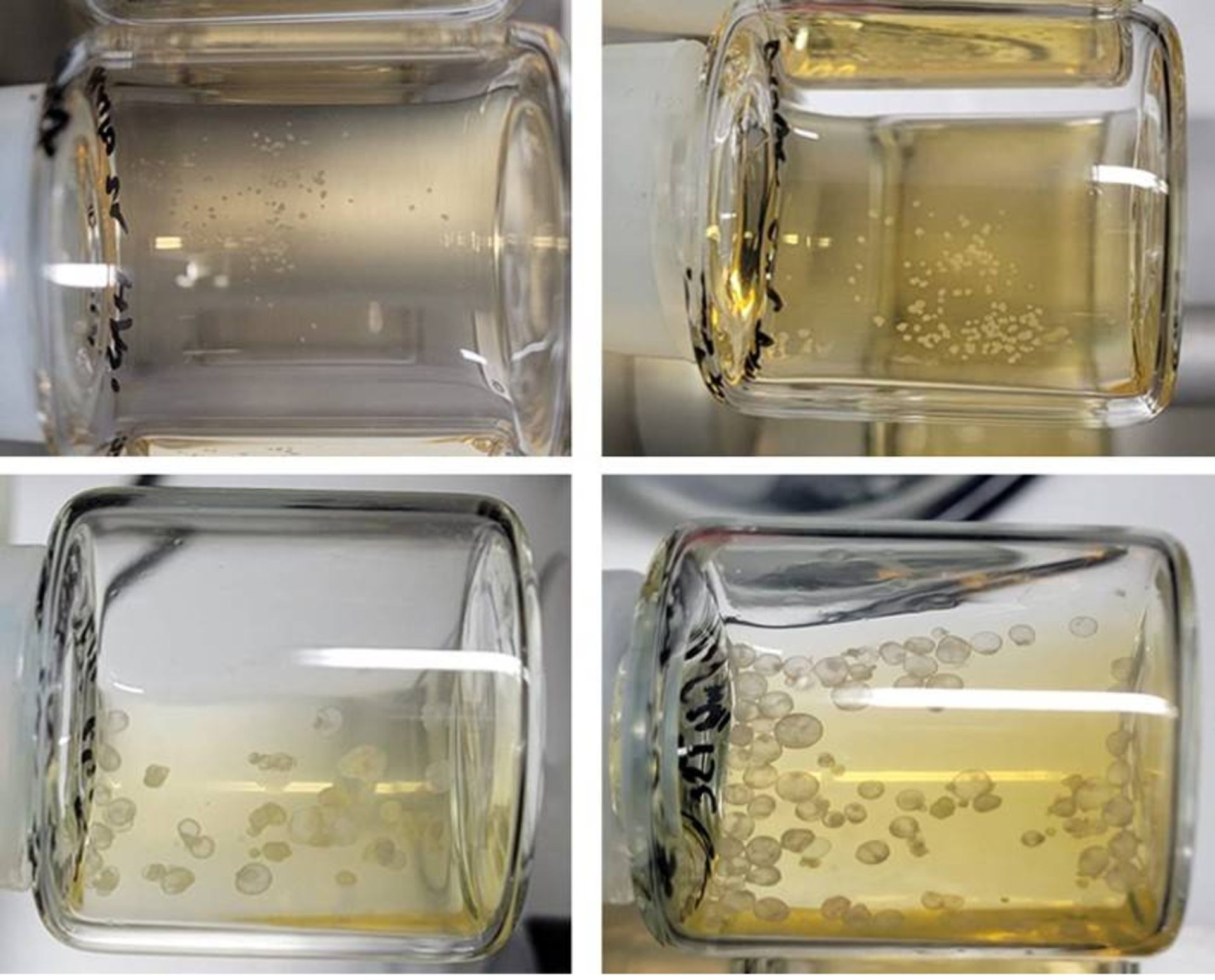 رویان مصنوعی موش / Synthetic mouse embryos