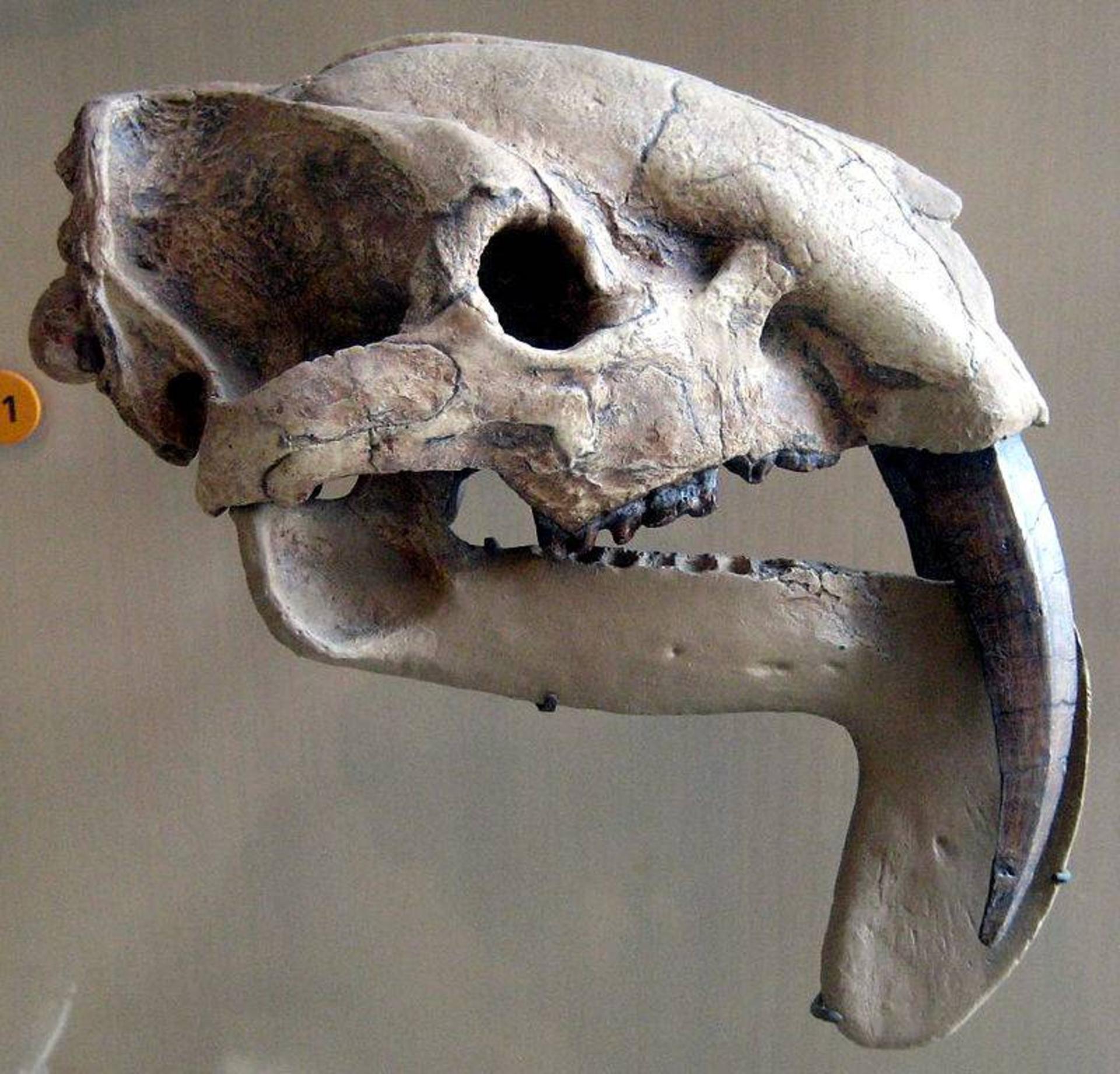 تیلاکوسمیلوس / Thylacosmilus