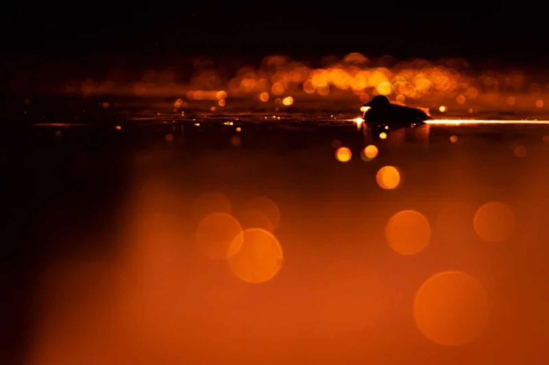 برندگان مسابقه عکاس سال Nature TTL سال ۲۰۲۲