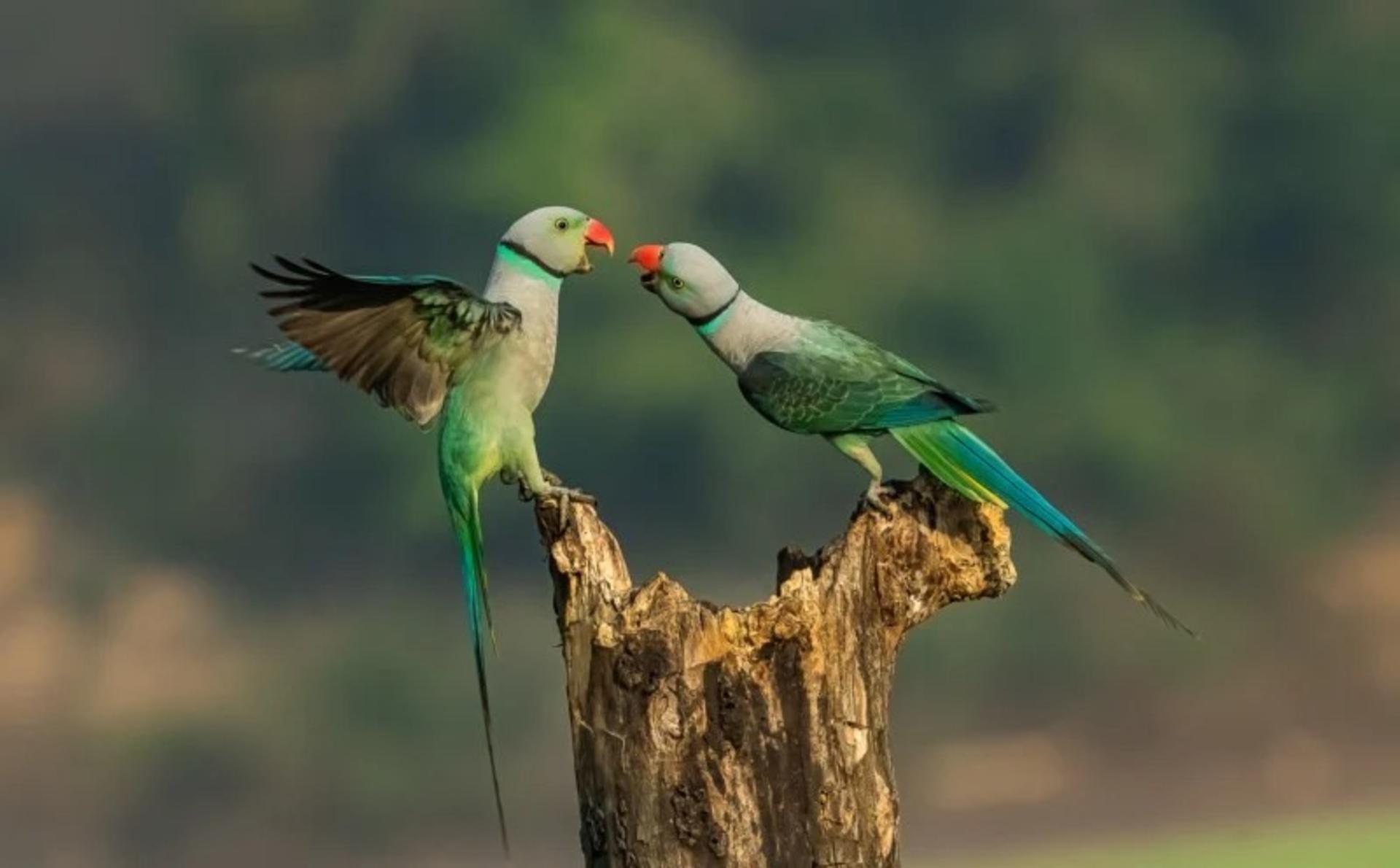 برندگان مسابقه عکاس سال Nature TTL سال ۲۰۲۲