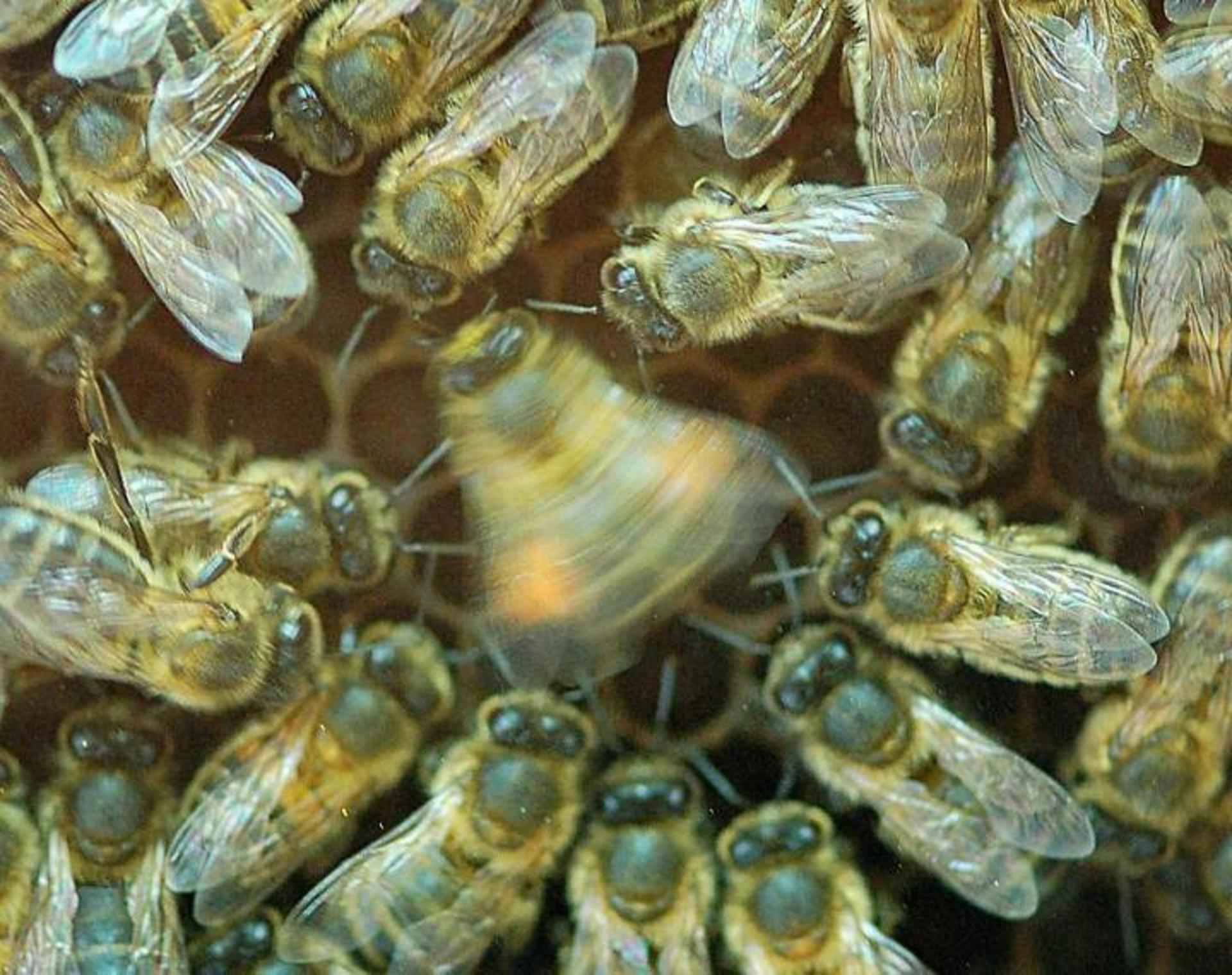 رقص زنبورها / waggle dance