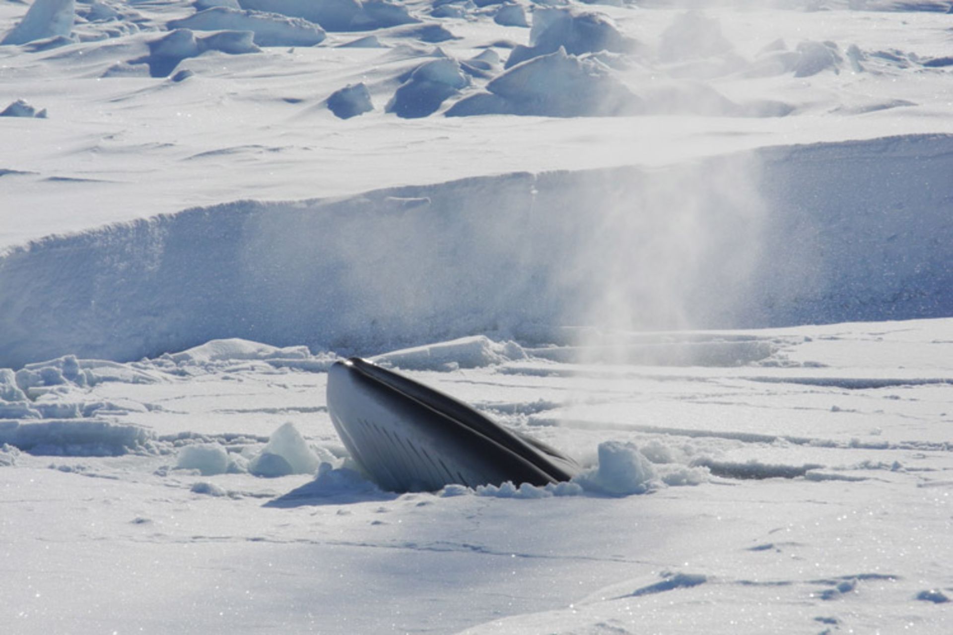وال در جنوبگان