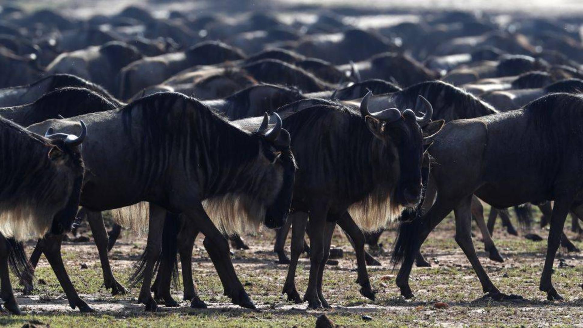 گله کل های یالدار / Wildebeests 