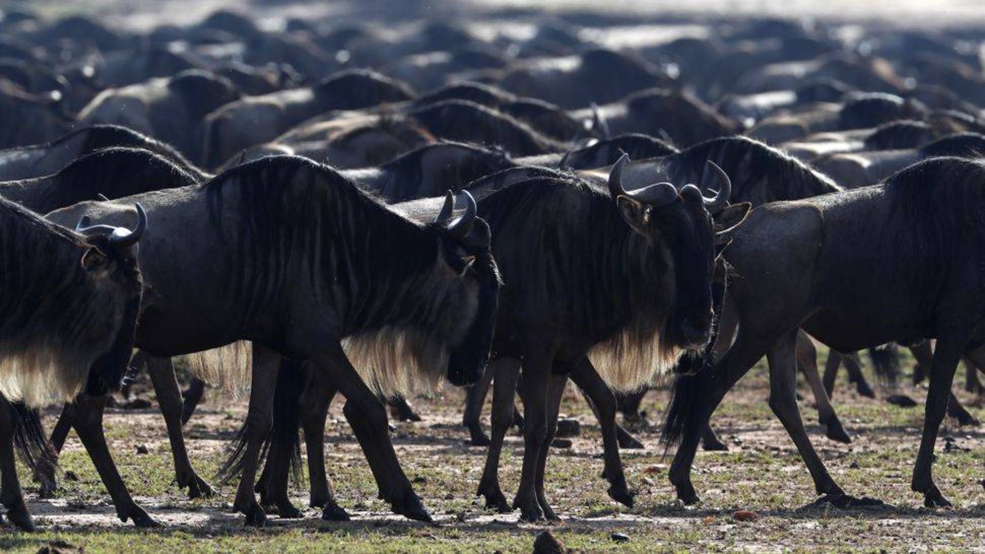 گله کل های یالدار / Wildebeests 