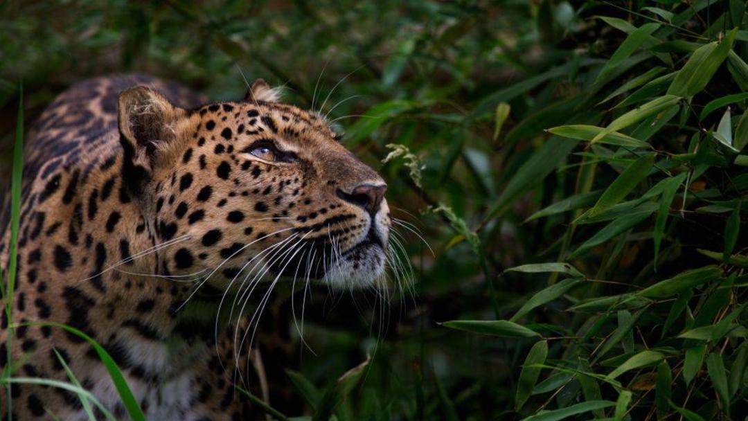 پلنگ آمور / Amur leopard