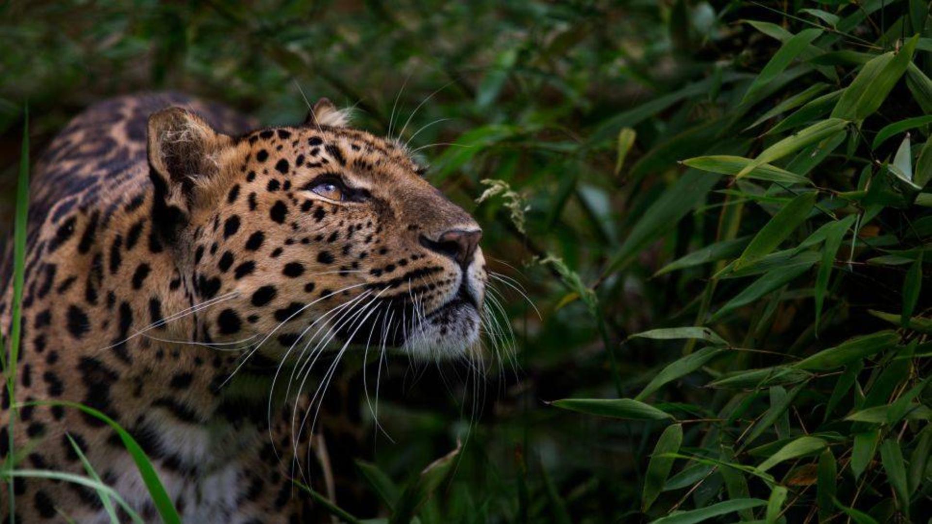 پلنگ آمور / Amur leopard