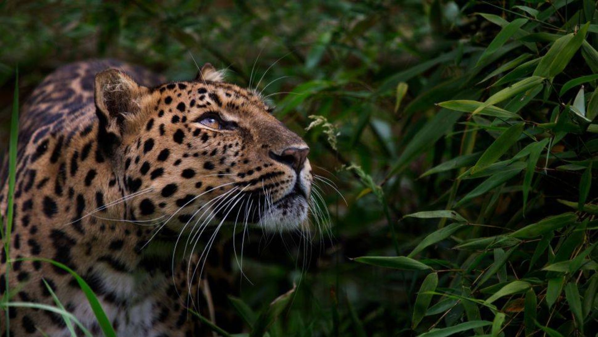 پلنگ آمور / Amur leopard