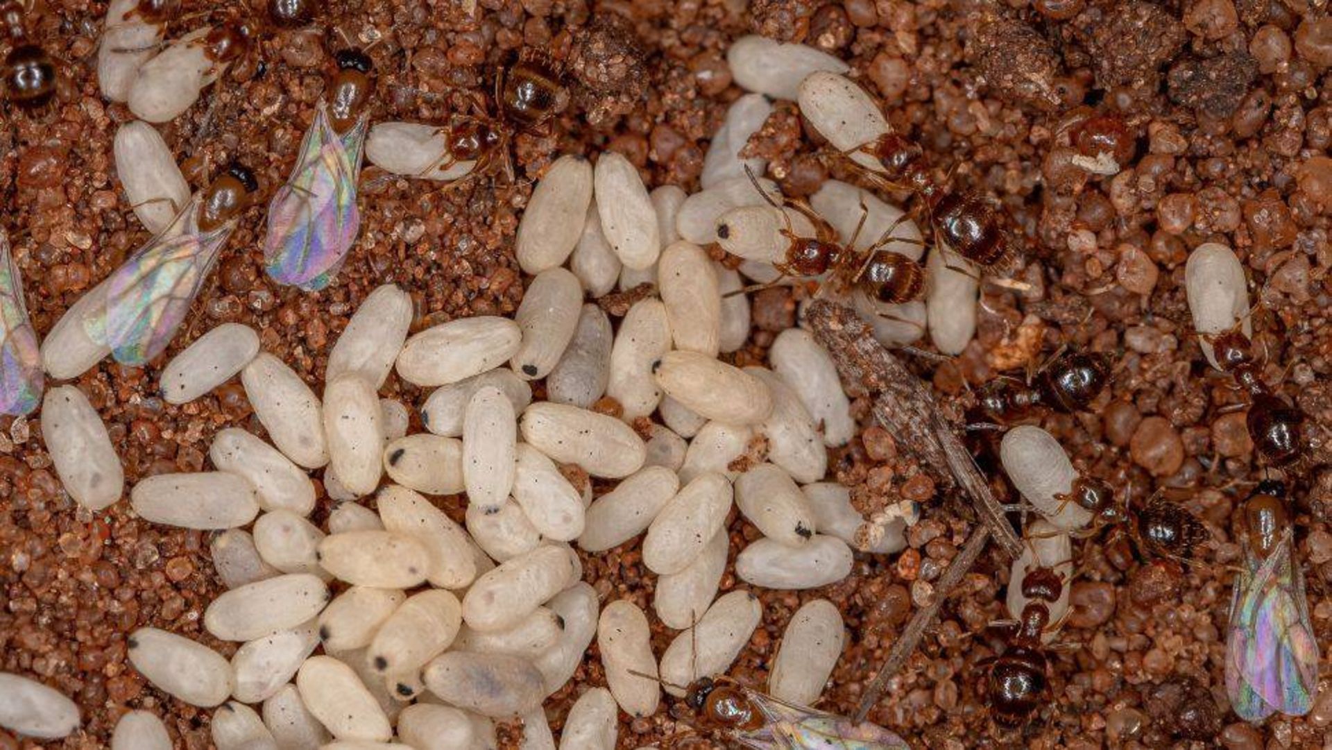 مورچه / Brachymyrmex