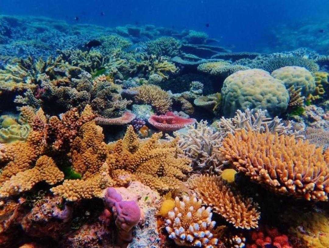 صخره های مرجانی / coral reefs