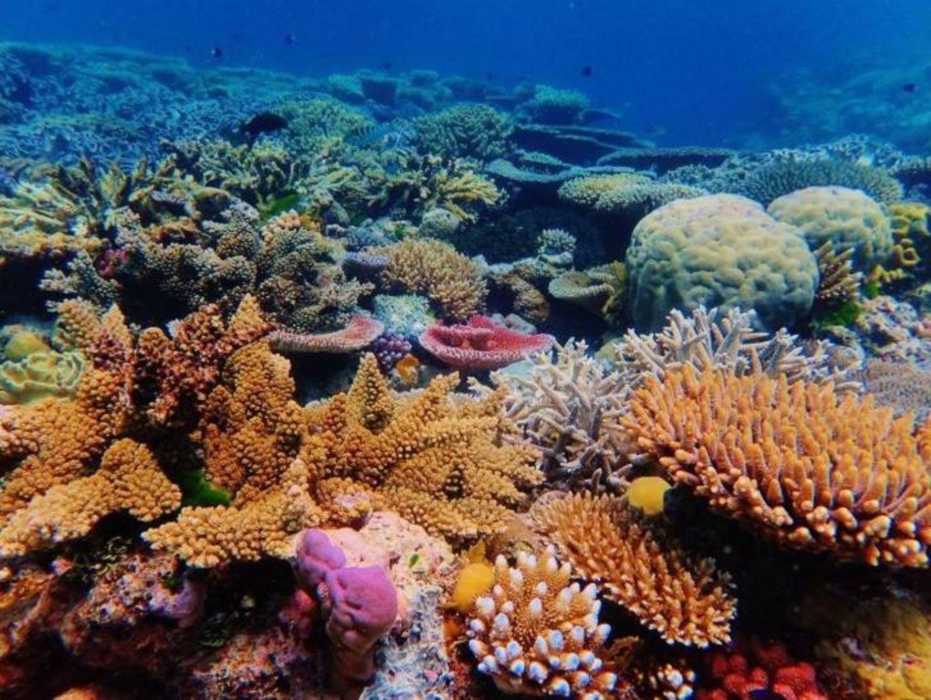 صخره های مرجانی / coral reefs