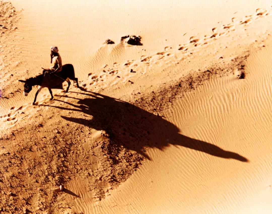 خر در بیابان
