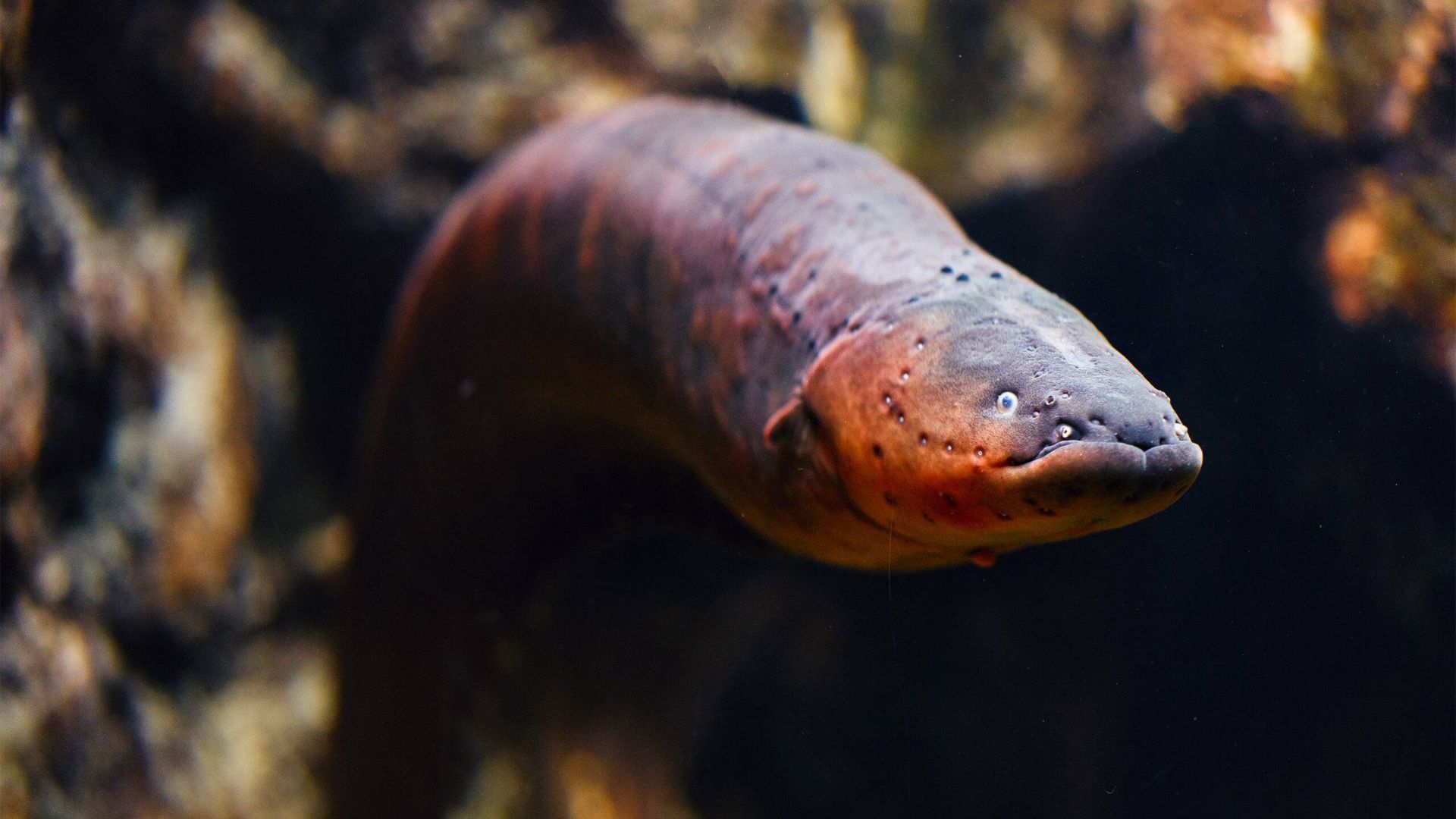 مارماهی الکتریکی / electric eel 