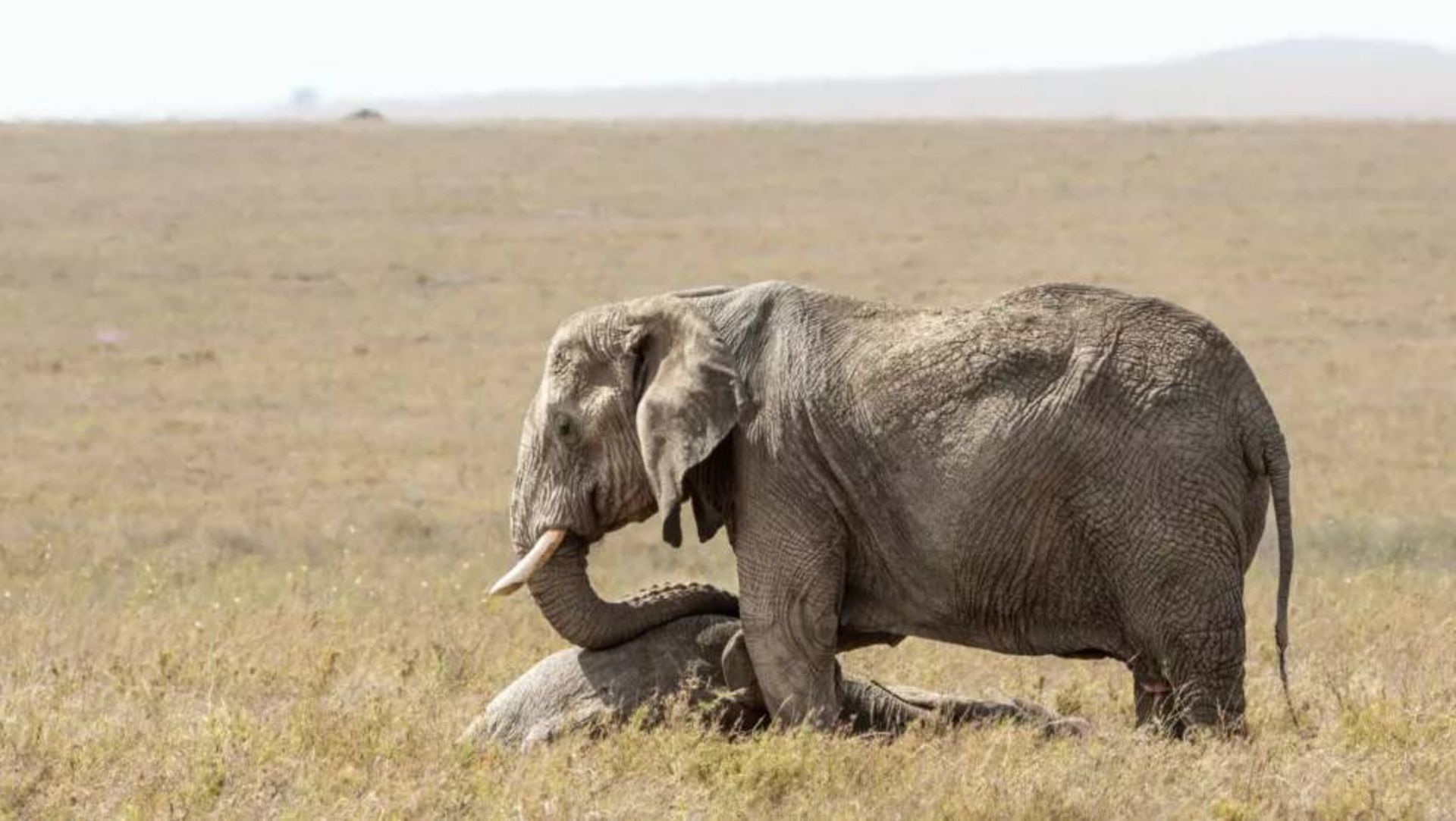 فیل / elephant 