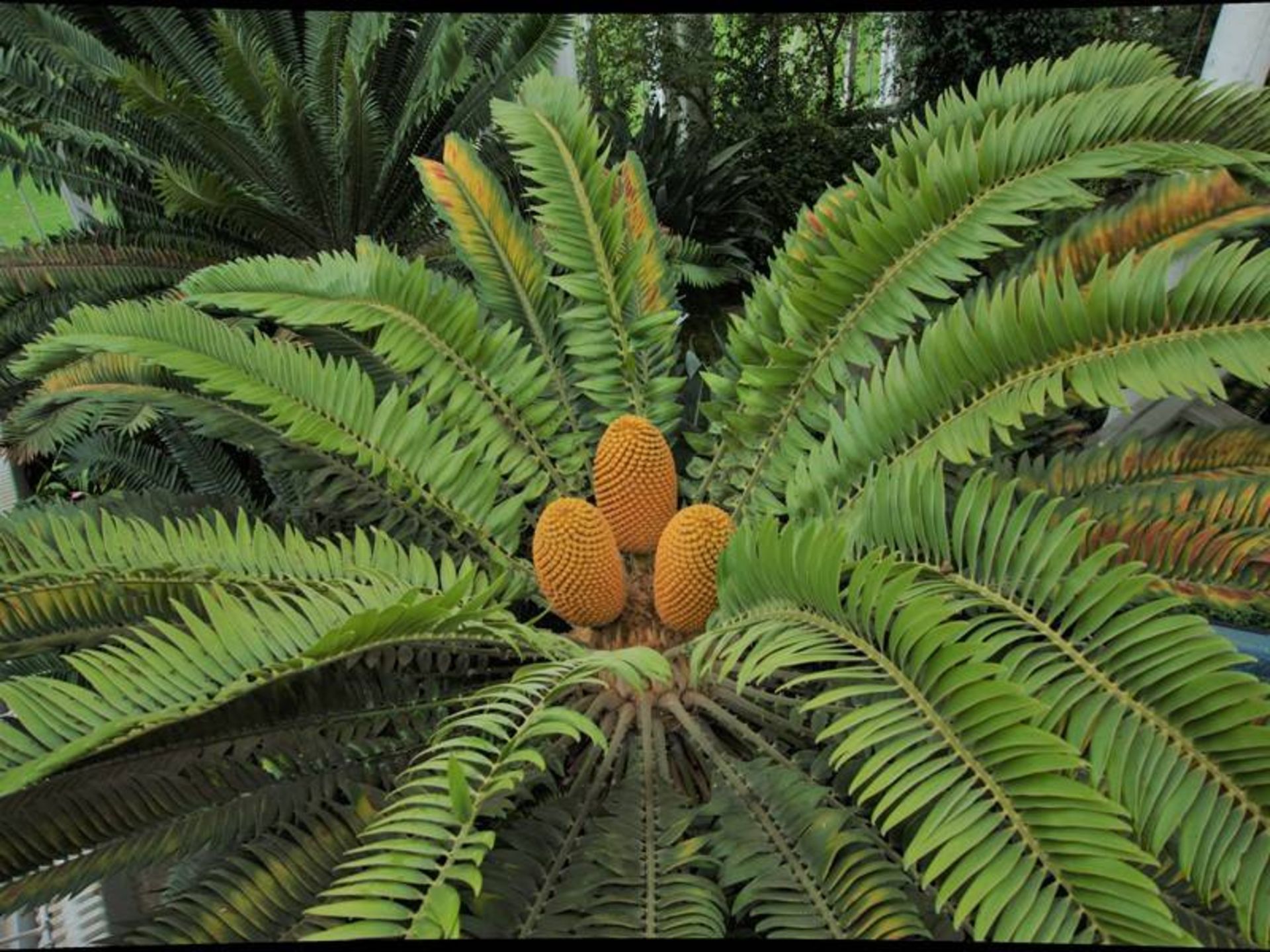 درخت / Encephalartos woodii