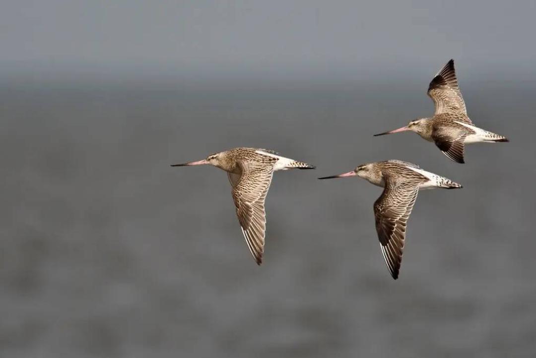 پرنده گیلانشاه / godwits 