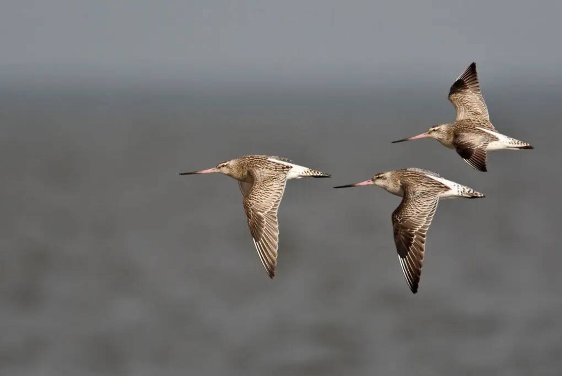 پرنده گیلانشاه / godwits 