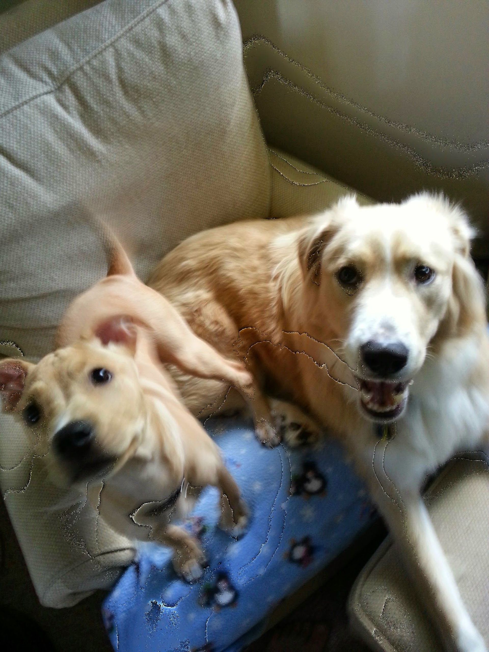 نمونه تصویر آسیب دیده در گوگل Photos