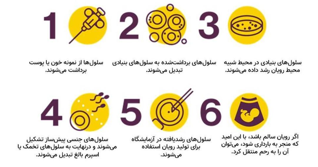 تولید رویان از سلول های جنسی مصنوعی / sex cell making