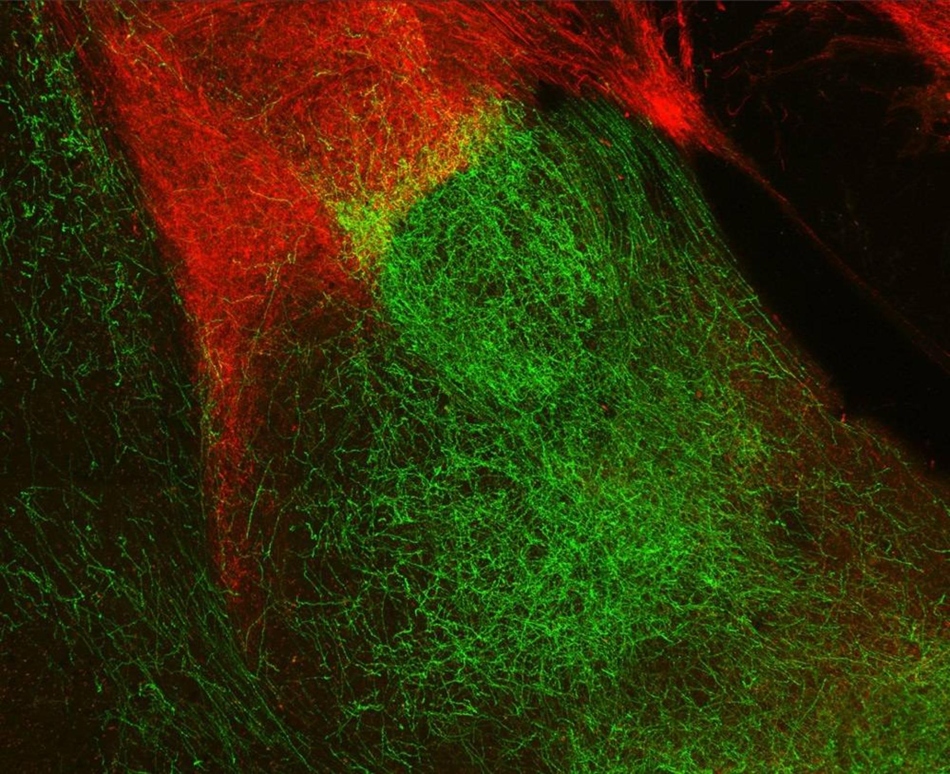 نورون ها / neurons