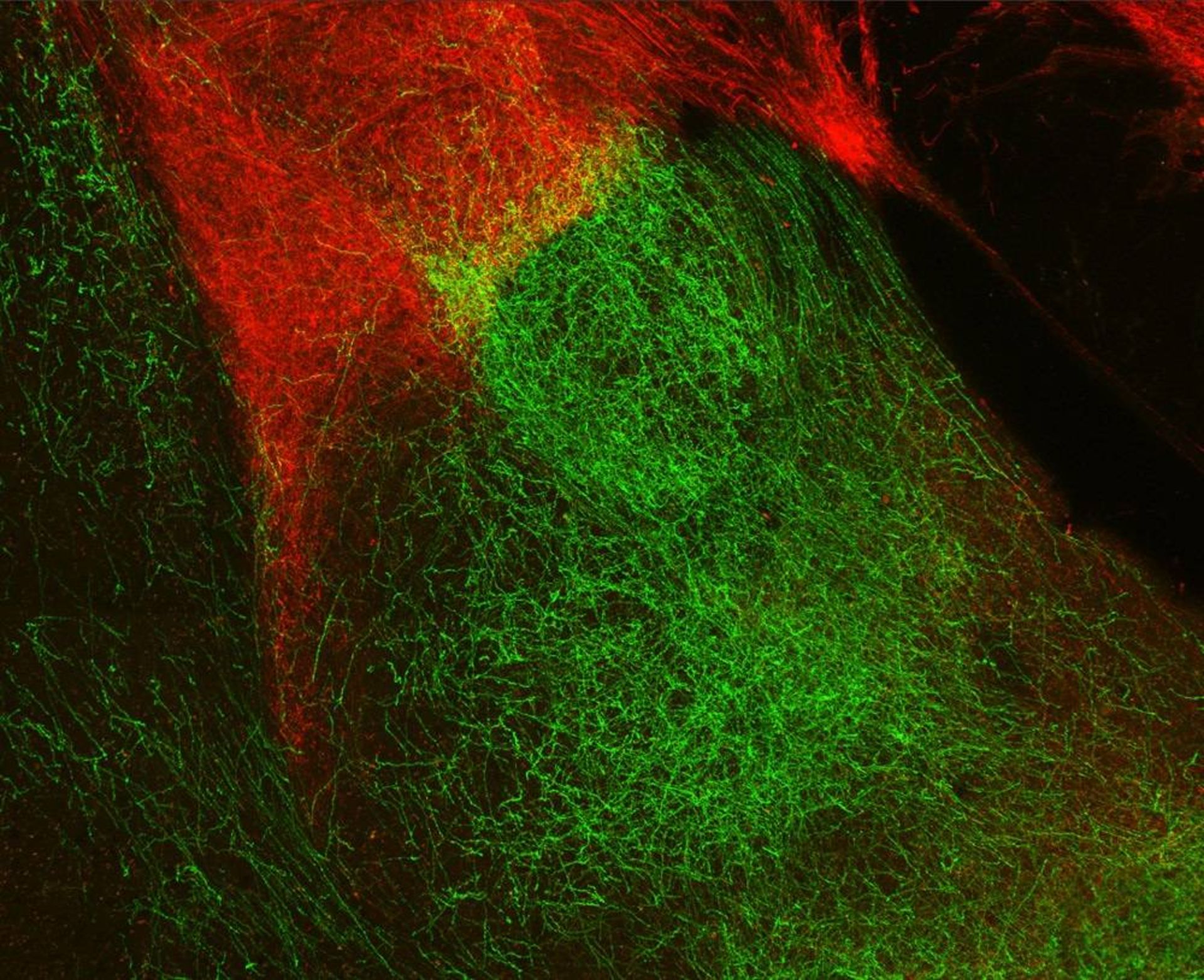 نورون ها / neurons