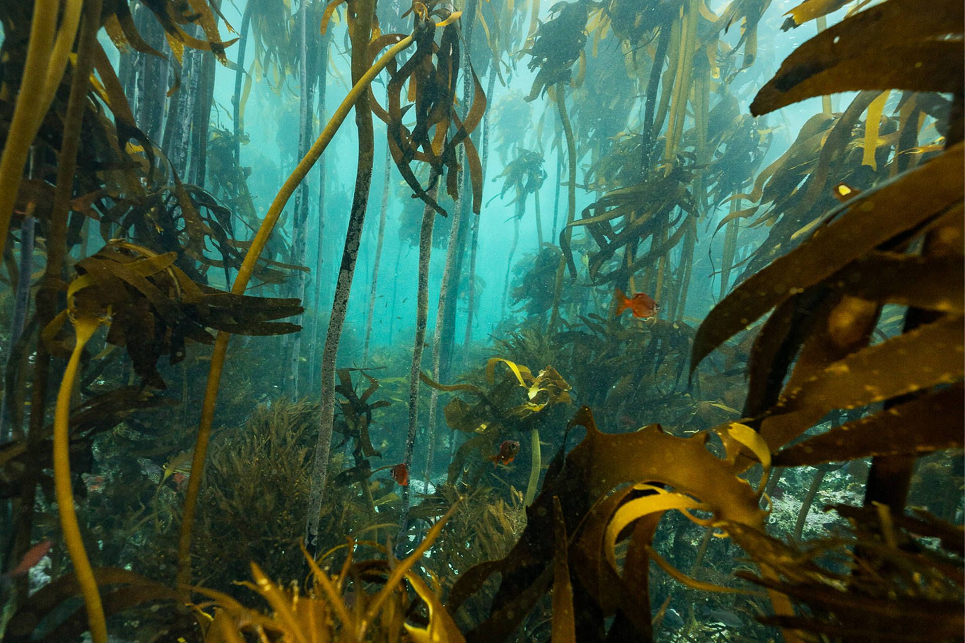 نمایی از جنگل اقیانوسی در زیر دریا
