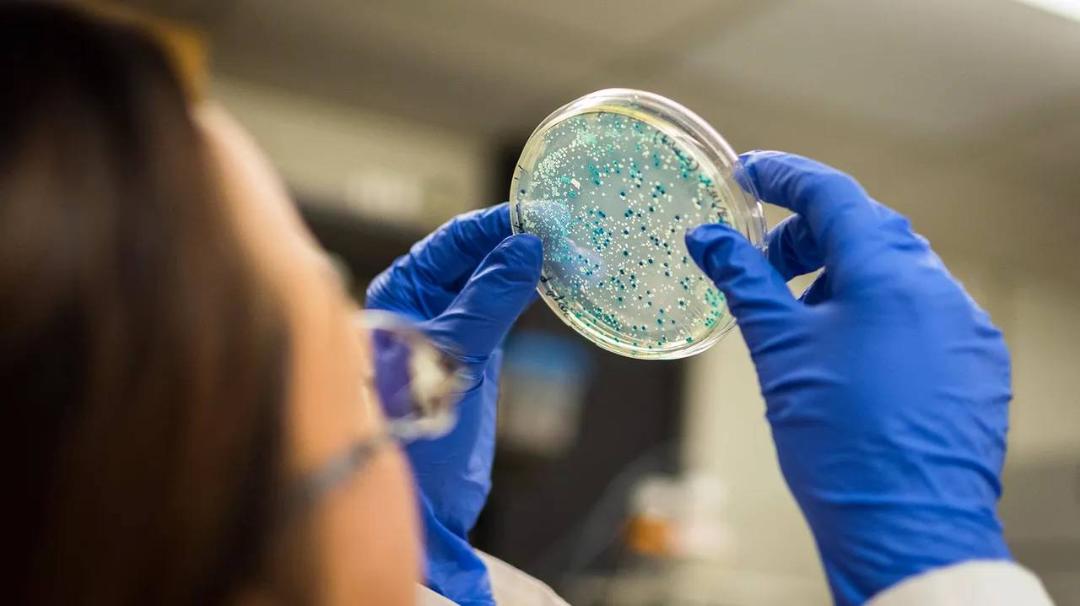 کشت میکروب / petri dish