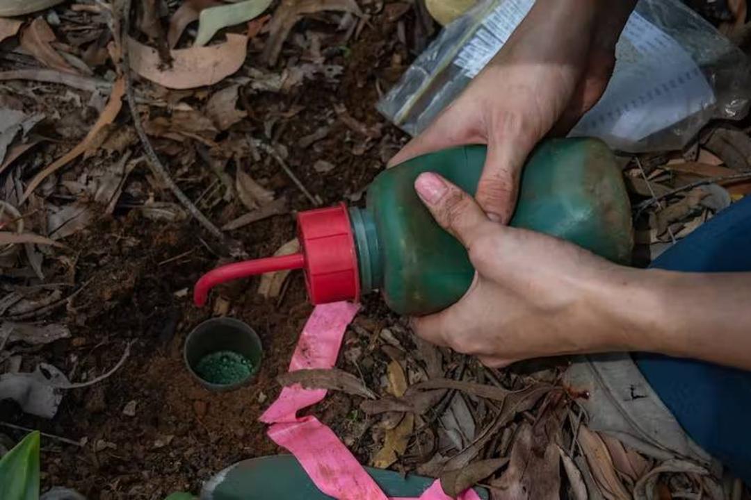 تله گودالی برای گرفتن مورچه ها / pitfall trap
